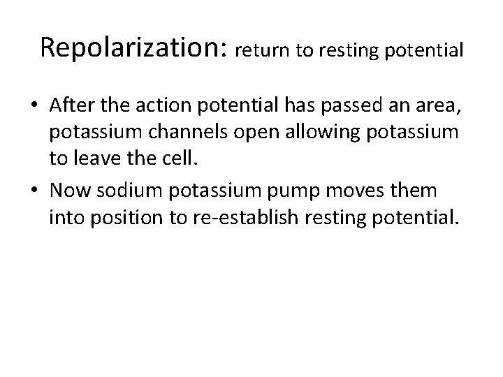 Repolarization: return to resting potential • After the action potential has passed an area,