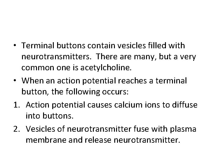  • Terminal buttons contain vesicles filled with neurotransmitters. There are many, but a