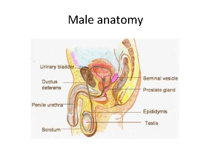 Male anatomy 
