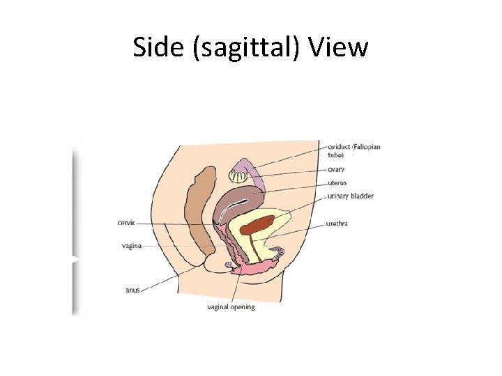 Side (sagittal) View 