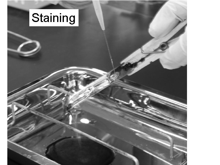 Staining 