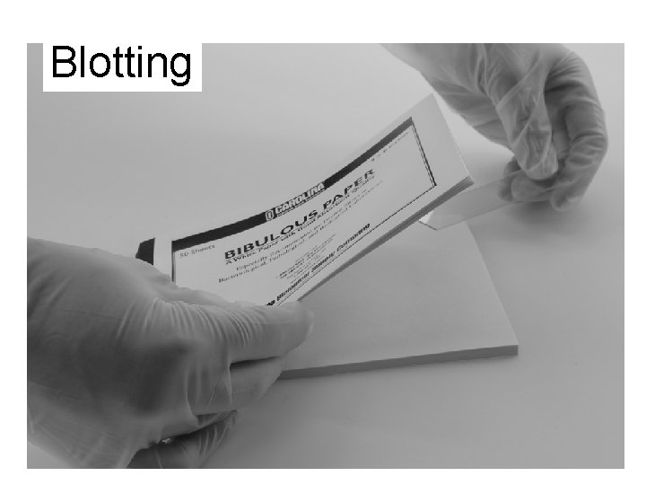 Blotting 