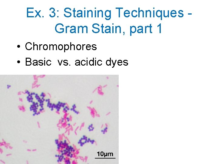 Ex. 3: Staining Techniques Gram Stain, part 1 • Chromophores • Basic vs. acidic