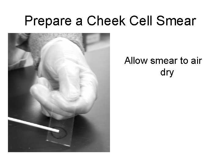 Prepare a Cheek Cell Smear Allow smear to air dry 