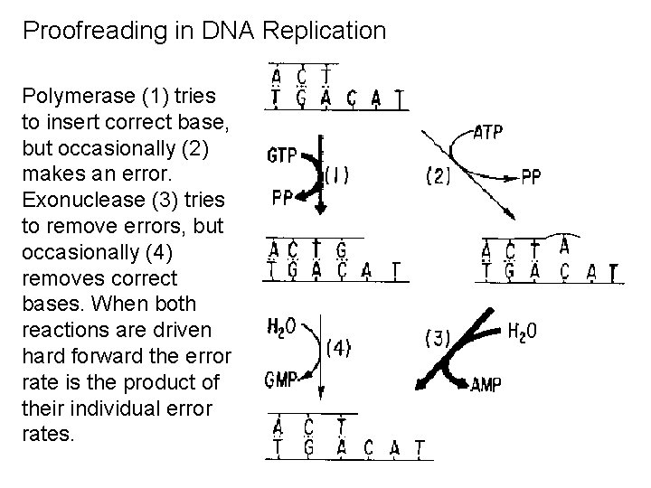 Proofreading in DNA Replication Polymerase (1) tries to insert correct base, but occasionally (2)