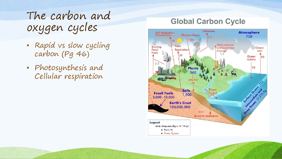 The carbon and oxygen cycles • Rapid vs slow cycling carbon (Pg 46) •