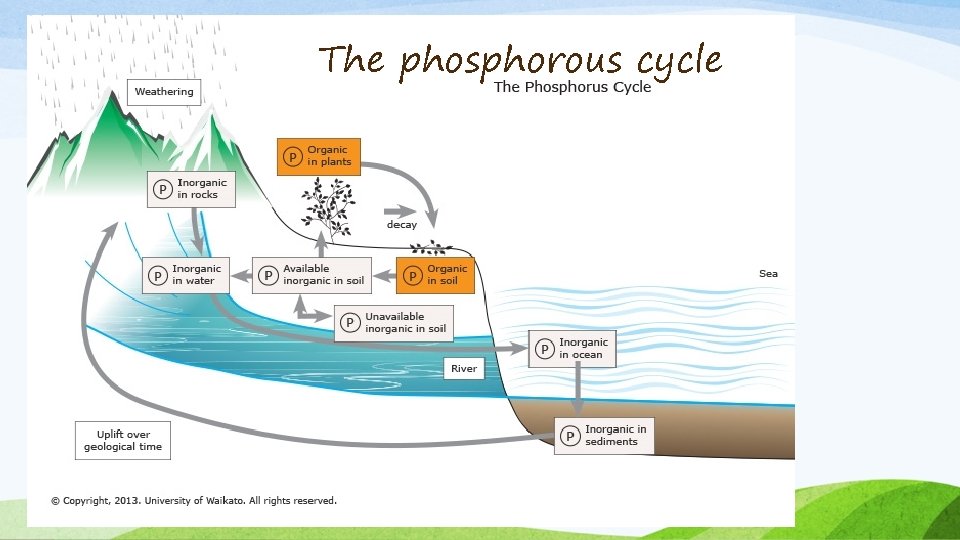 The phosphorous cycle 
