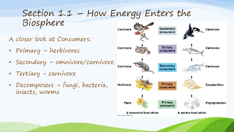 Section 1. 1 – How Energy Enters the Biosphere A closer look at Consumers: