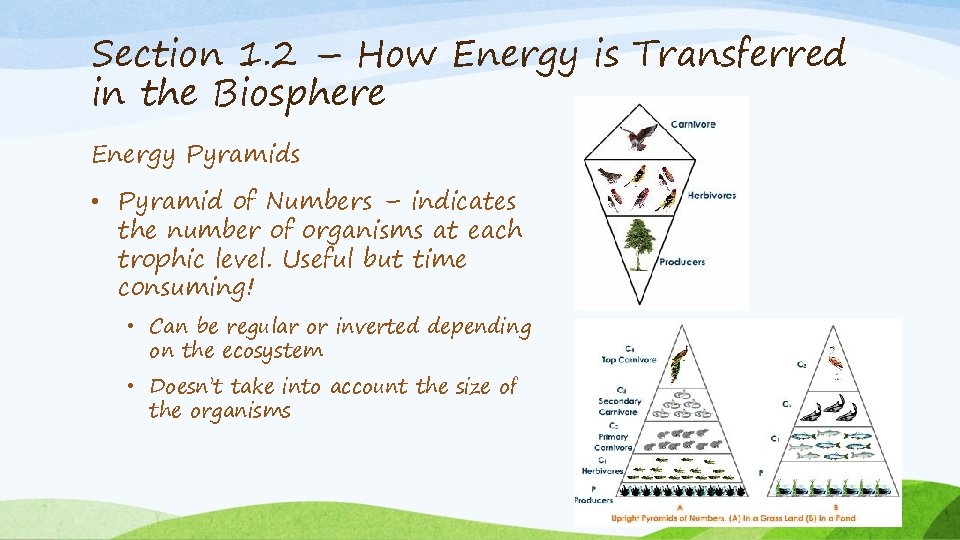Section 1. 2 – How Energy is Transferred in the Biosphere Energy Pyramids •