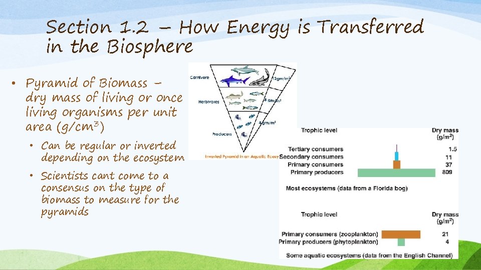 Section 1. 2 – How Energy is Transferred in the Biosphere • Pyramid of