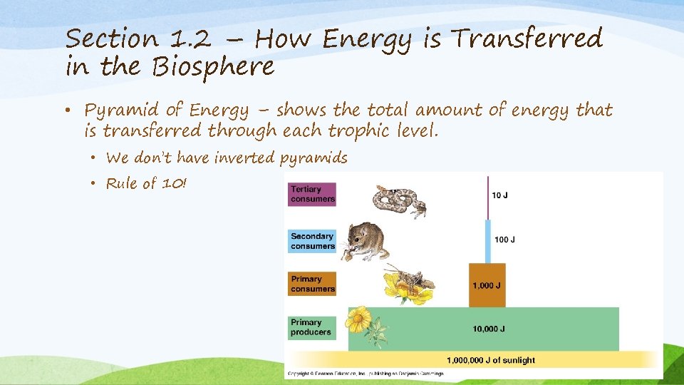 Section 1. 2 – How Energy is Transferred in the Biosphere • Pyramid of