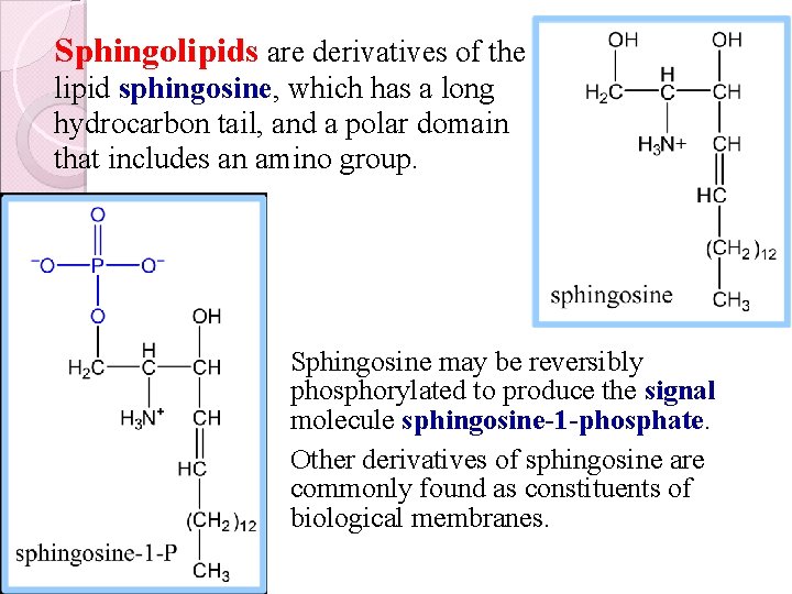 Sphingolipids are derivatives of the lipid sphingosine, which has a long hydrocarbon tail, and
