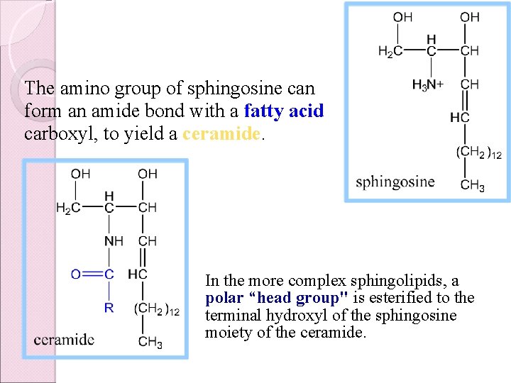 The amino group of sphingosine can form an amide bond with a fatty acid
