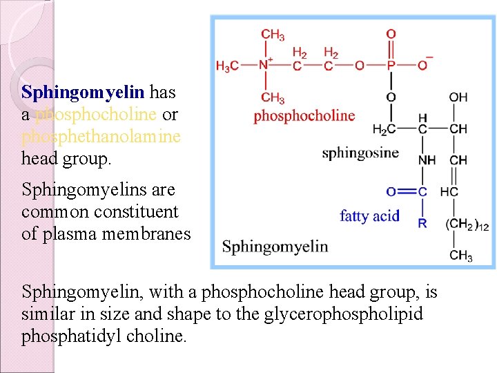 Sphingomyelin has a phosphocholine or phosphethanolamine head group. Sphingomyelins are common constituent of plasma
