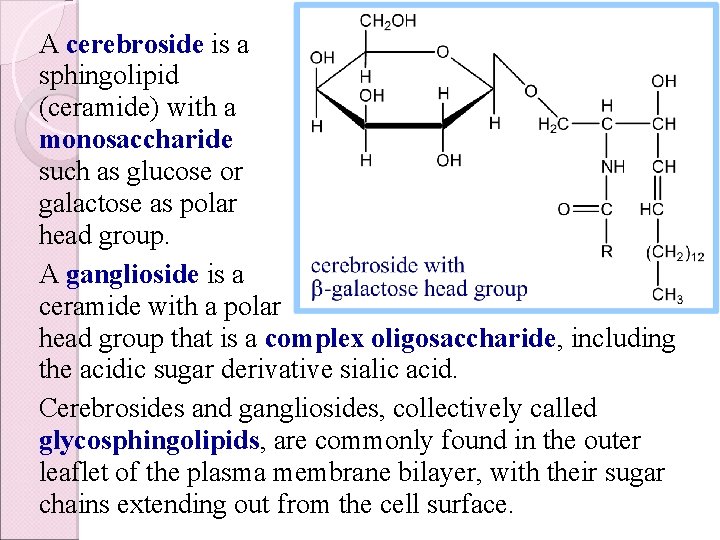 A cerebroside is a sphingolipid (ceramide) with a monosaccharide such as glucose or galactose