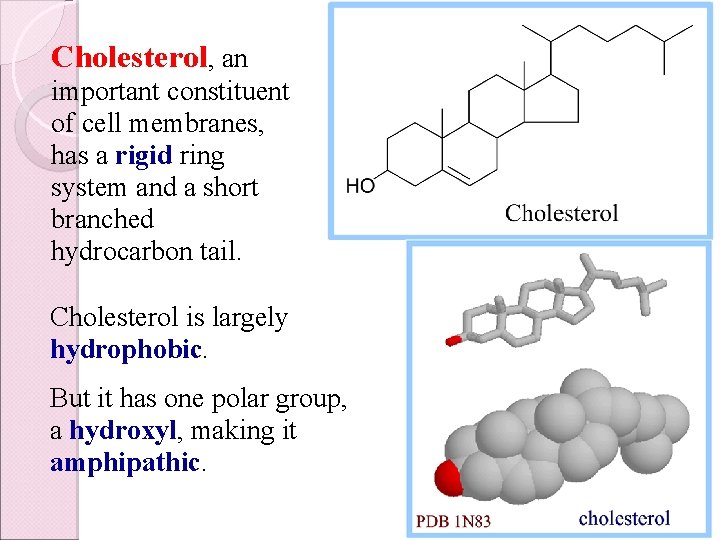 Cholesterol, an important constituent of cell membranes, has a rigid ring system and a