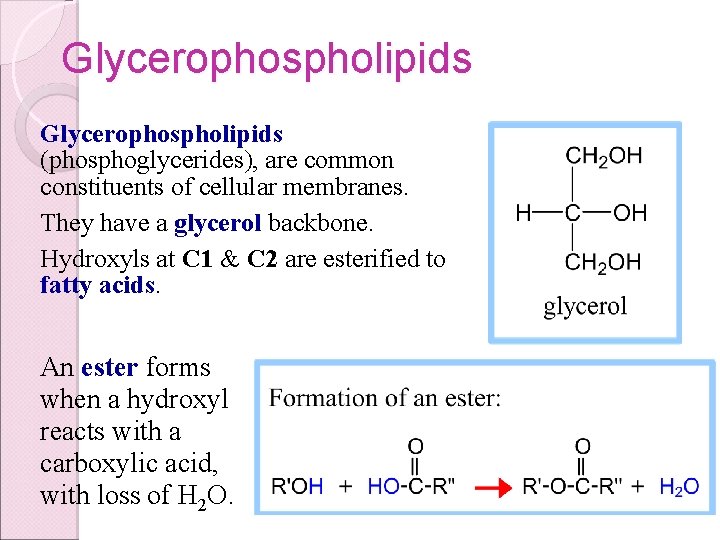 Glycerophospholipids (phosphoglycerides), are common constituents of cellular membranes. They have a glycerol backbone. Hydroxyls