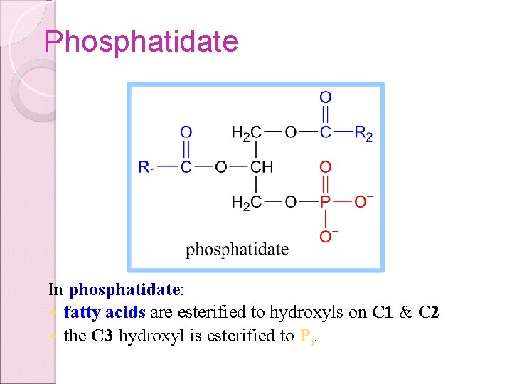 Phosphatidate In phosphatidate: w fatty acids are esterified to hydroxyls on C 1 &