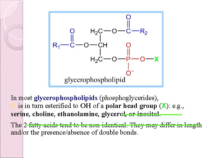 In most glycerophospholipids (phosphoglycerides), Pi is in turn esterified to OH of a polar