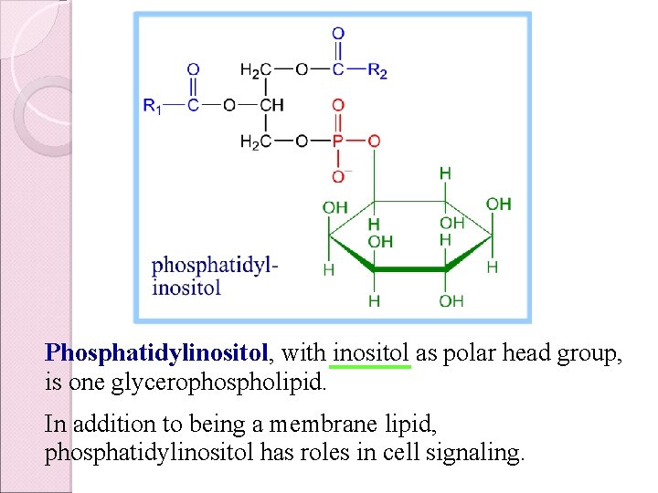 Phosphatidylinositol, with inositol as polar head group, is one glycerophospholipid. In addition to being