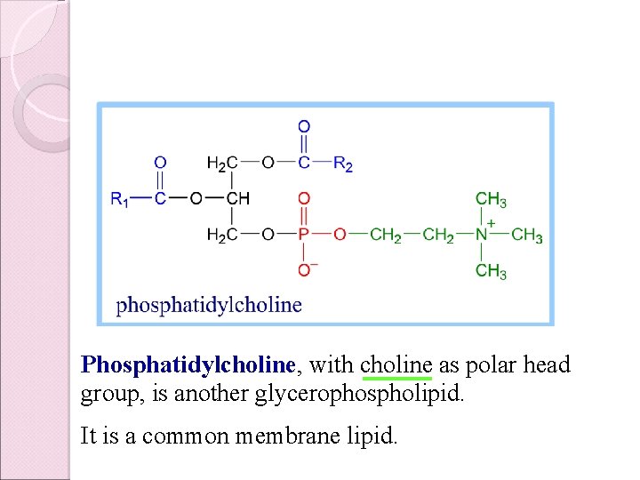 Phosphatidylcholine, with choline as polar head group, is another glycerophospholipid. It is a common