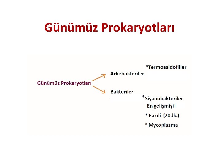 Günümüz Prokaryotları 
