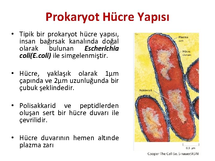 Prokaryot Hücre Yapısı • Tipik bir prokaryot hücre yapısı, insan bağırsak kanalında doğal olarak