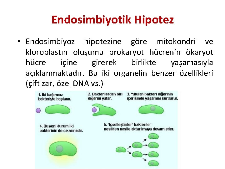 Endosimbiyotik Hipotez • Endosimbiyoz hipotezine göre mitokondri ve kloroplastın oluşumu prokaryot hücrenin ökaryot hücre