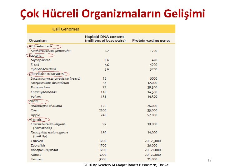 Çok Hücreli Organizmaların Gelişimi 19 2016 by Geoffery M. Cooper Robert E. Hausman; The