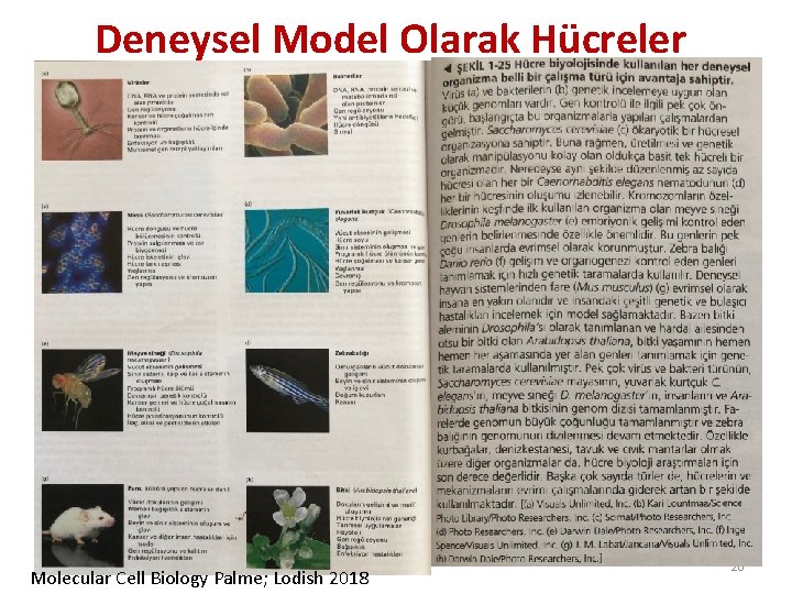 Deneysel Model Olarak Hücreler Molecular Cell Biology Palme; Lodish 2018 20 