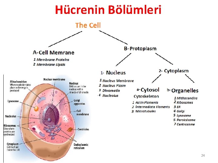 Hücrenin Bölümleri 24 