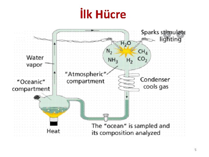 İlk Hücre 5 