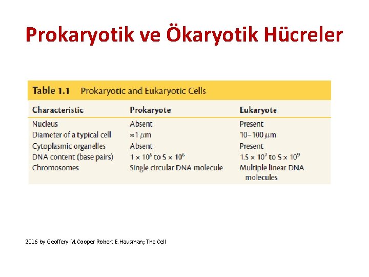 Prokaryotik ve Ökaryotik Hücreler 2016 by Geoffery M. Cooper Robert E. Hausman; The Cell