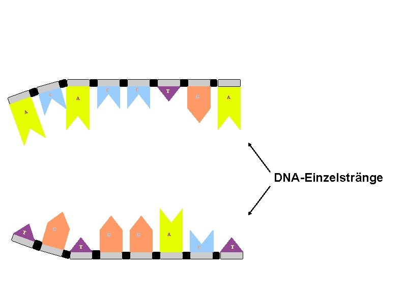 C C C T A G A A DNA-Einzelstränge T T G G T