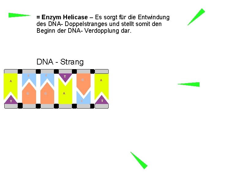 = Enzym Helicase – Es sorgt für die Entwindung des DNA- Doppelstranges und stellt
