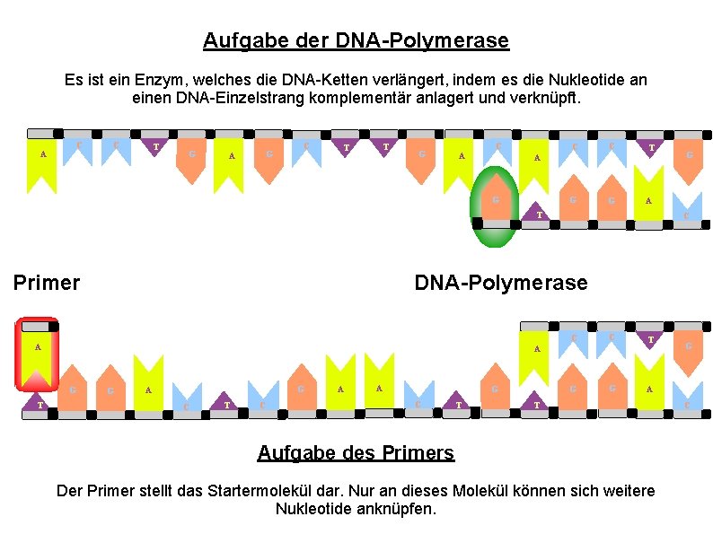 Aufgabe der DNA-Polymerase Es ist ein Enzym, welches die DNA-Ketten verlängert, indem es die