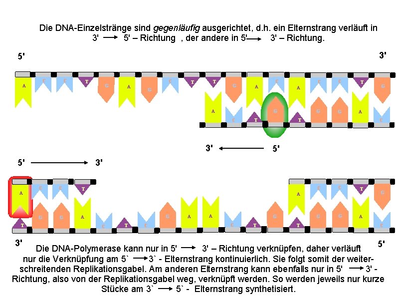 Die DNA-Einzelstränge sind gegenläufig ausgerichtet, d. h. ein Elternstrang verläuft in 3' 5' –