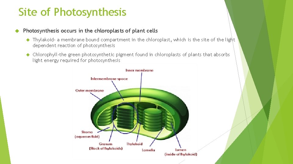 Site of Photosynthesis occurs in the chloroplasts of plant cells Thylakoid- a membrane bound