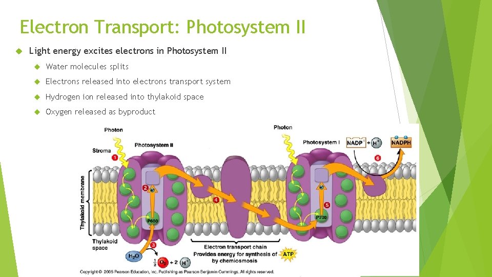 Electron Transport: Photosystem II Light energy excites electrons in Photosystem II Water molecules splits