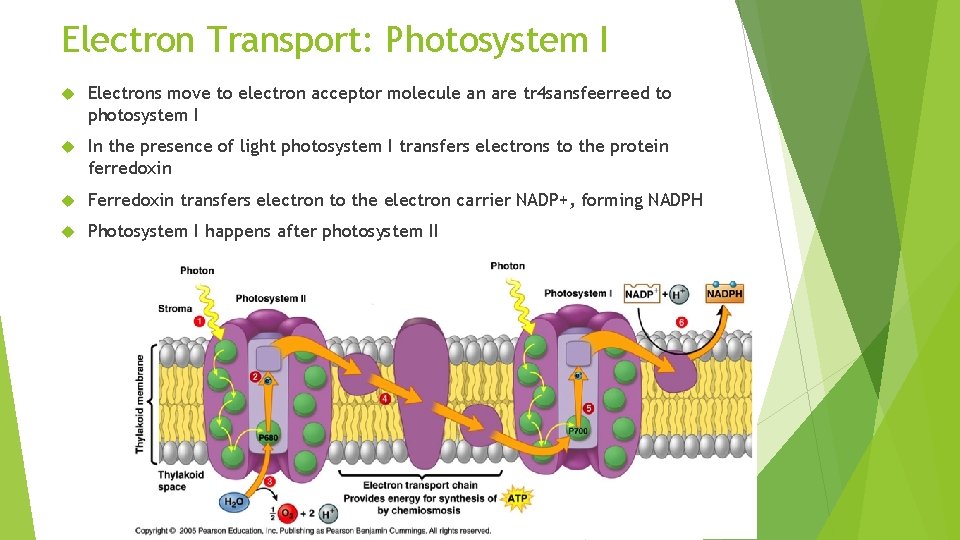 Electron Transport: Photosystem I Electrons move to electron acceptor molecule an are tr 4
