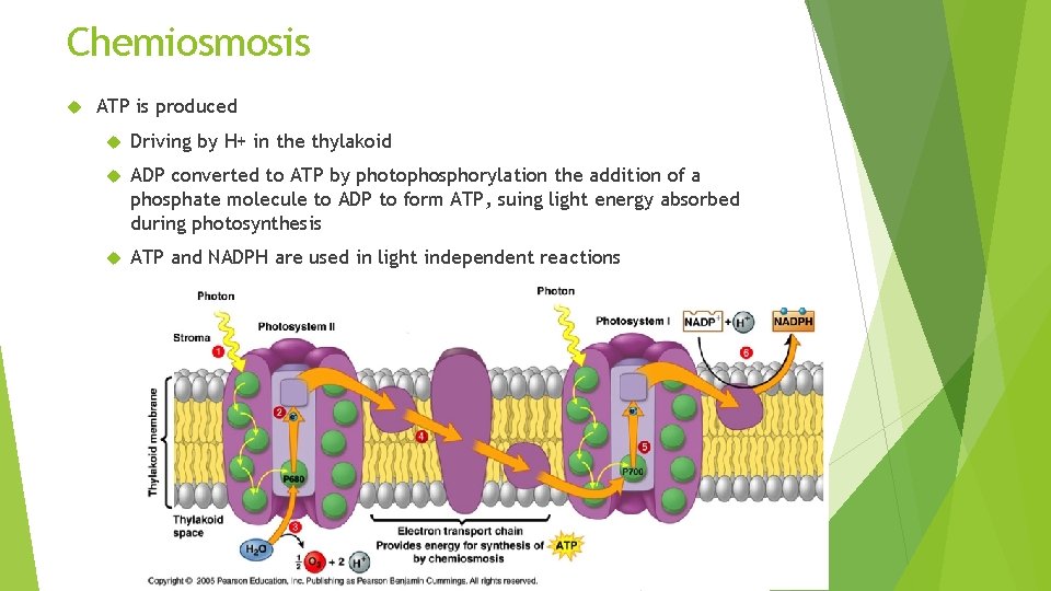 Chemiosmosis ATP is produced Driving by H+ in the thylakoid ADP converted to ATP