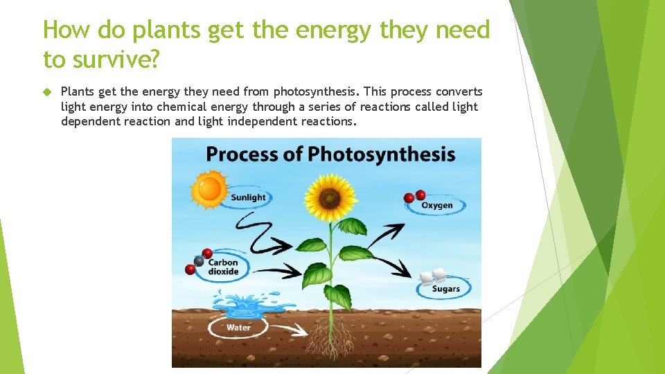 How do plants get the energy they need to survive? Plants get the energy