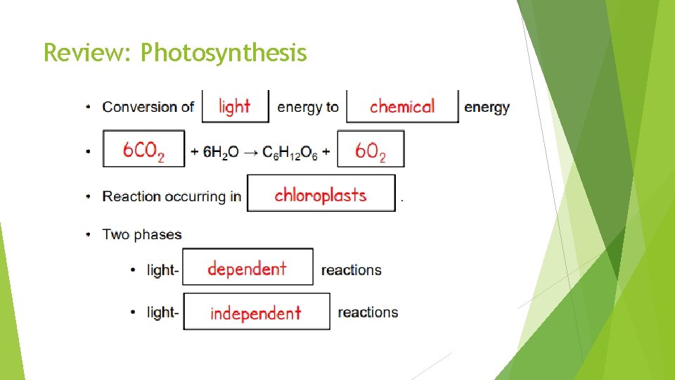 Review: Photosynthesis 