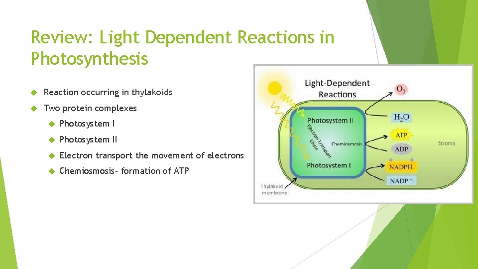 Review: Light Dependent Reactions in Photosynthesis Reaction occurring in thylakoids Two protein complexes Photosystem