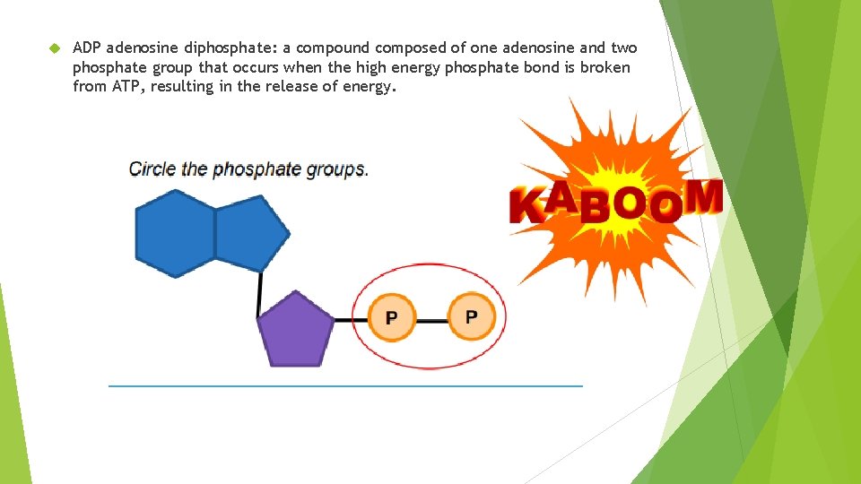  ADP adenosine diphosphate: a compound composed of one adenosine and two phosphate group