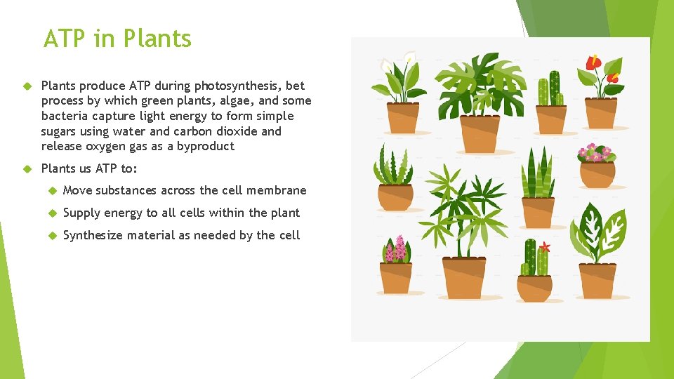 ATP in Plants produce ATP during photosynthesis, bet process by which green plants, algae,