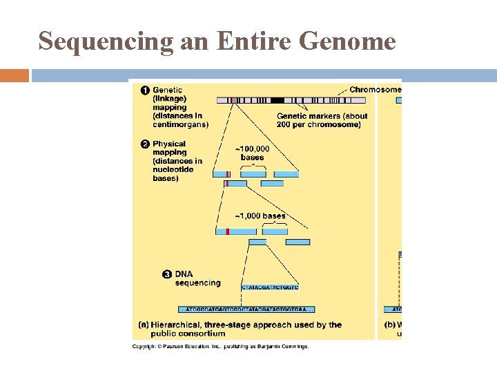 Sequencing an Entire Genome 