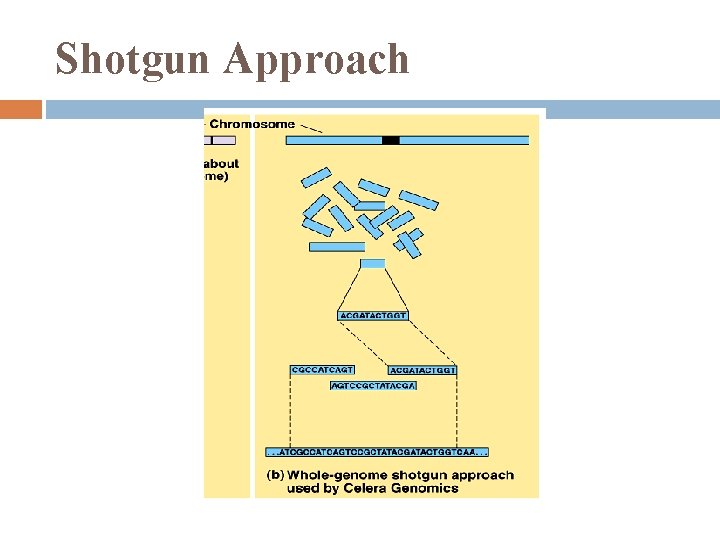 Shotgun Approach 