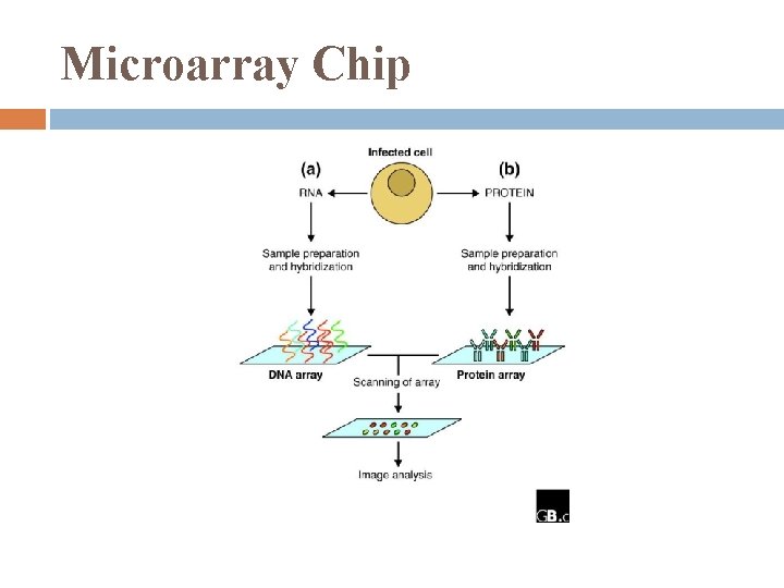 Microarray Chip 