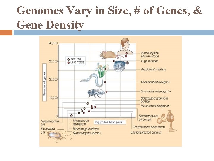 Genomes Vary in Size, # of Genes, & Gene Density 